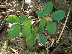 Handroanthus impetiginosus