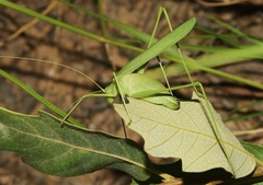 Arethaea mescalero