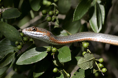 Masticophis schotti ruthveni