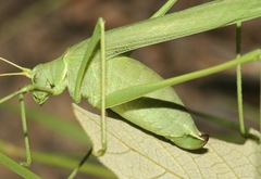 Arethaea mescalero