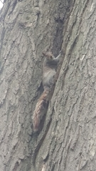 Sciurus carolinensis