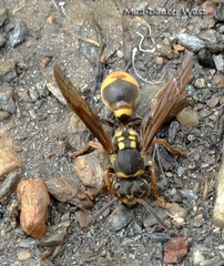 Ropalidia socialistica