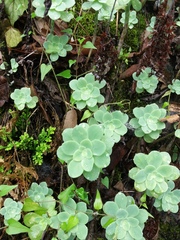 Sedum palmeri