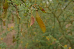 Parkinsonia texana