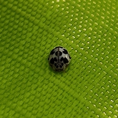 Psyllobora picta