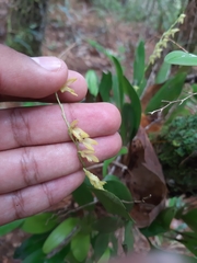 Stelis platystylis