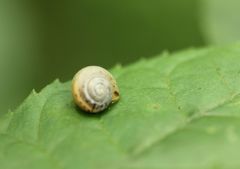 Gastropoda