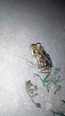Rhinella horribilis