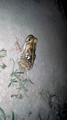 Rhinella horribilis