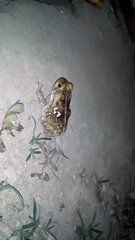 Rhinella horribilis