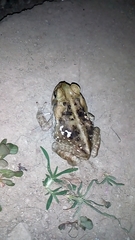 Rhinella horribilis