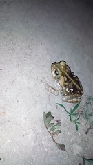 Rhinella horribilis