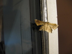 Krananda latimarginaria