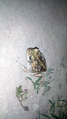 Rhinella horribilis