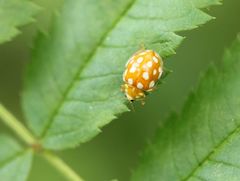 Halyzia sedecimguttata