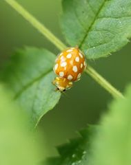 Halyzia sedecimguttata