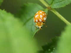 Halyzia sedecimguttata
