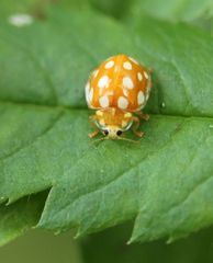 Halyzia sedecimguttata
