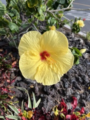 Gossypieae