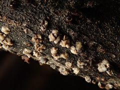 Chlorociboria glauca