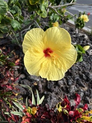 Gossypieae