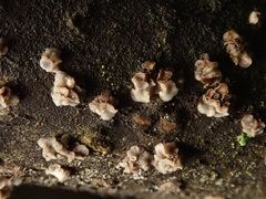 Chlorociboria glauca