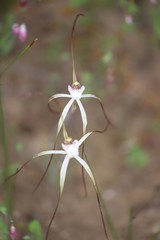 Caladenia denticulata albicans