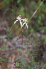 Caladenia denticulata albicans