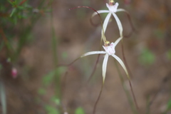 Caladenia denticulata albicans