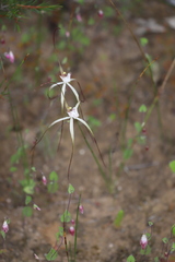 Caladenia denticulata albicans