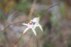 Caladenia denticulata albicans