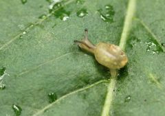 Gastropoda