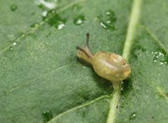 Gastropoda
