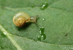 Gastropoda