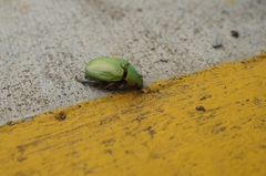 Chrysina sallaei
