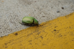 Chrysina sallaei