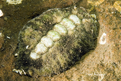 Acanthochitona