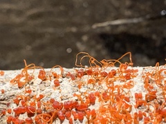 Cytospora chrysosperma