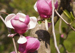 Magnolia