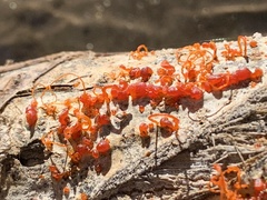 Cytospora chrysosperma