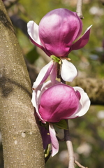 Magnolia
