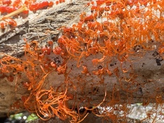 Cytospora chrysosperma