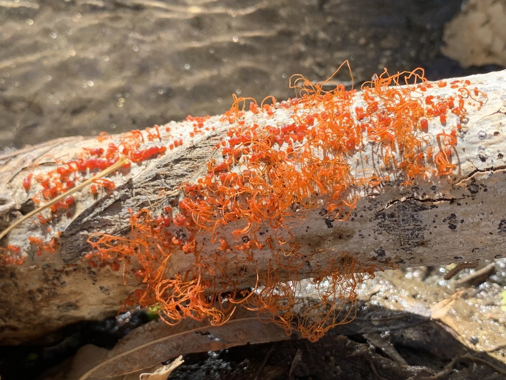 Cytospora Cankers