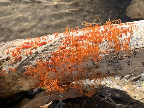 Representative image of Cytospora