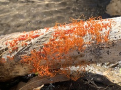 Cytospora chrysosperma