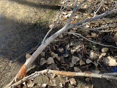 Cytospora chrysosperma