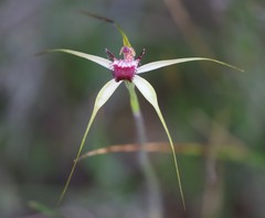Caladenia lorea
