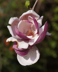 Magnolia
