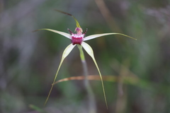 Caladenia lorea