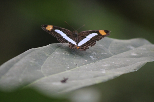 Pointed Sister